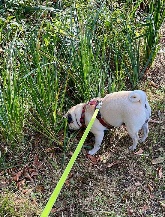 spacery z psem spacery z mopsikiem Czuczu na spacerze mopsiczka Czuczu