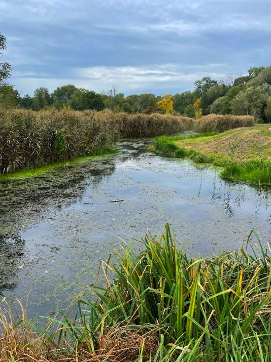 spacery z psem spacery z mopsikiem Czuczu na spacerze mopsiczka Czuczu