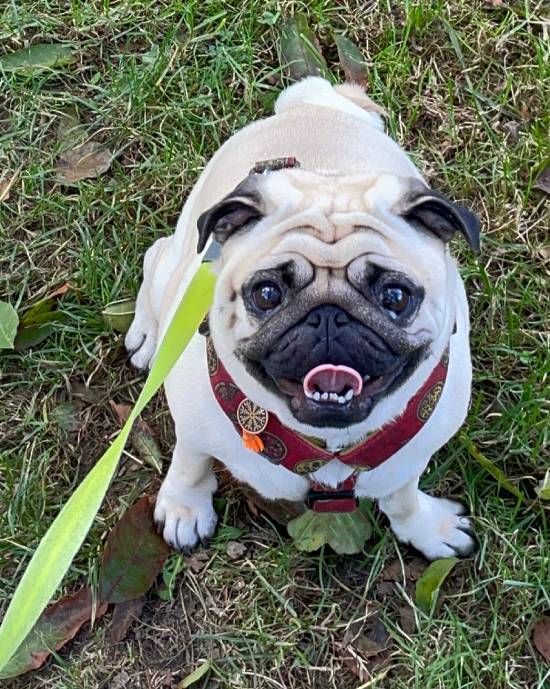 spacery z psem spacery z mopsikiem Czuczu na spacerze mopsiczka Czuczu