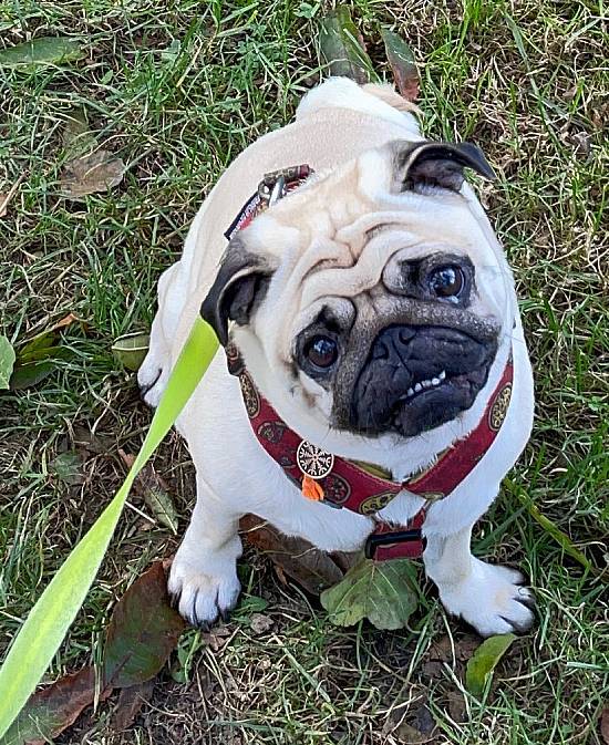 spacery z psem spacery z mopsikiem Czuczu na spacerze mopsiczka Czuczu