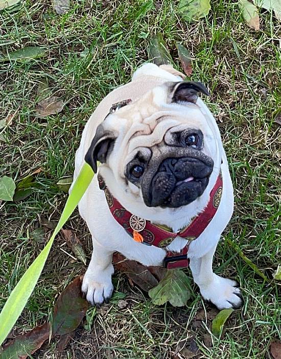 spacery z psem spacery z mopsikiem Czuczu na spacerze mopsiczka Czuczu