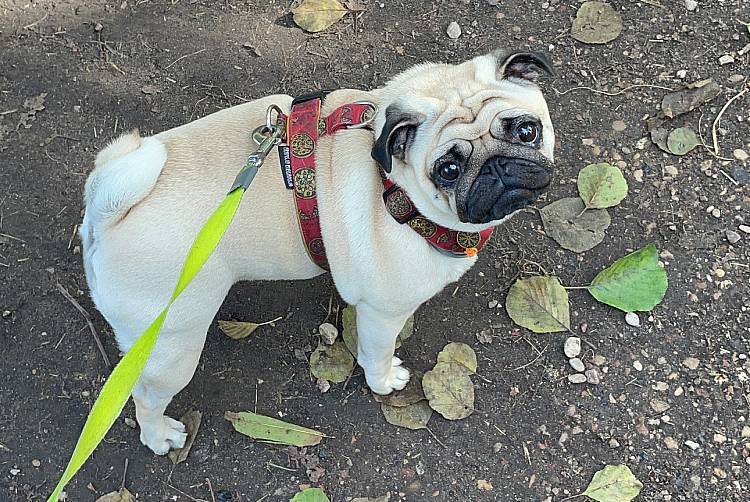 spacery z psem spacery z mopsikiem Czuczu na spacerze mopsiczka Czuczu