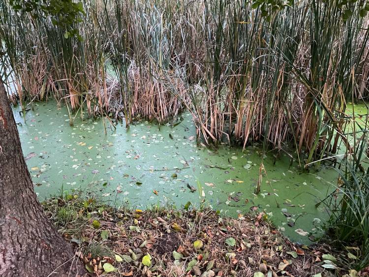 spacery z psem spacery z mopsikiem Czuczu na spacerze mopsiczka Czuczu