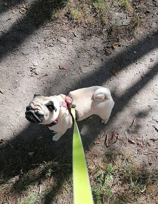 spacery z psem spacery z mopsikiem Czuczu na spacerze mopsiczka Czuczu