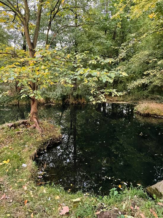 spacery z psem spacery z mopsikiem Czuczu na spacerze mopsiczka Czuczu