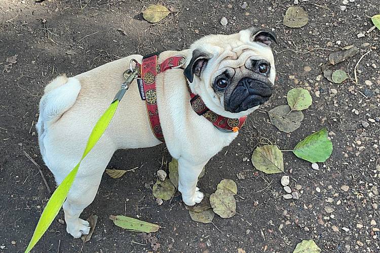 spacery z psem spacery z mopsikiem Czuczu na spacerze mopsiczka Czuczu