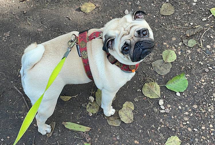 spacery z psem spacery z mopsikiem Czuczu na spacerze mopsiczka Czuczu