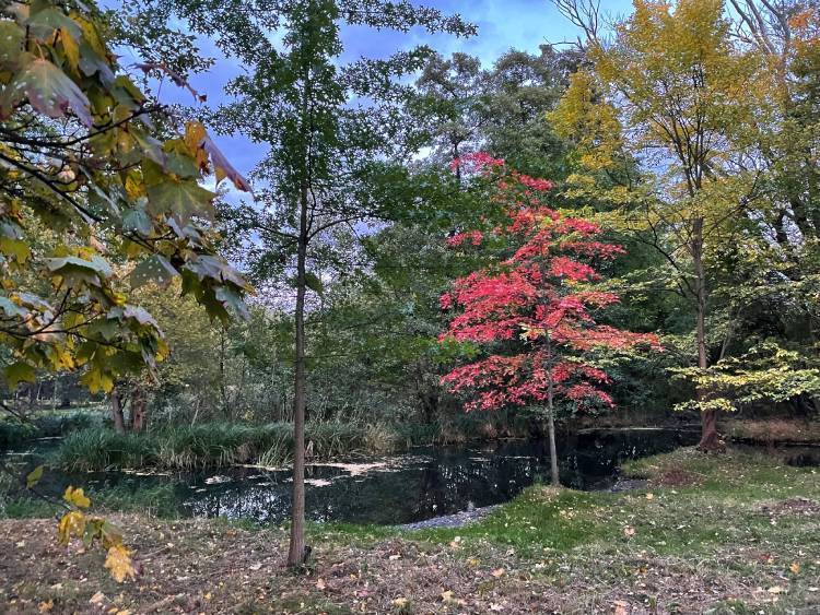 spacery z psem spacery z mopsikiem Czuczu na spacerze mopsiczka Czuczu