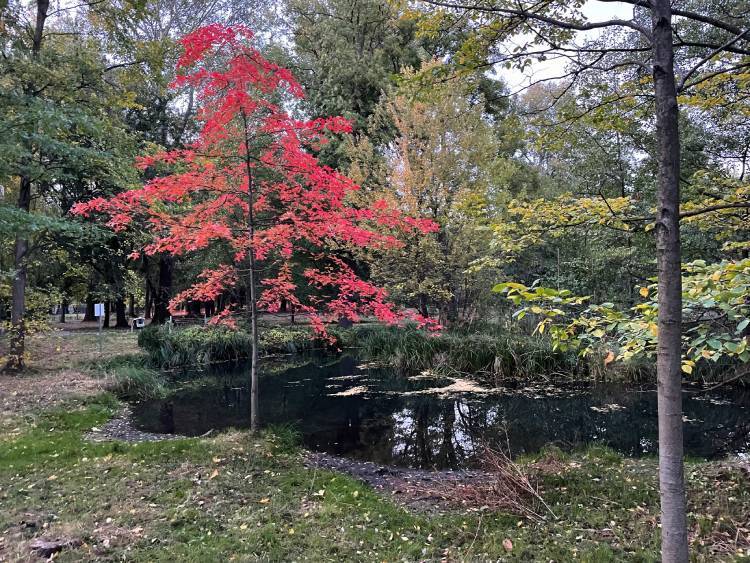 spacery z psem spacery z mopsikiem Czuczu na spacerze mopsiczka Czuczu