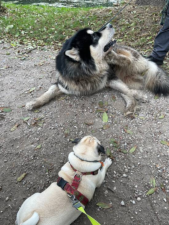 spacery z psem spacery z mopsikiem Czuczu na spacerze mopsiczka Czuczu