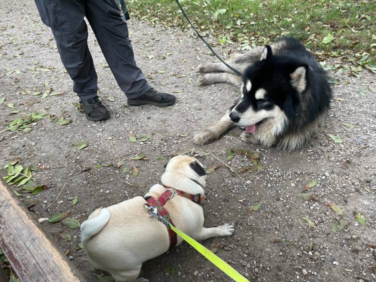 spacery z psem spacery z mopsikiem Czuczu na spacerze mopsiczka Czuczu