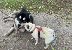 jesienne spacerki Czuczełka