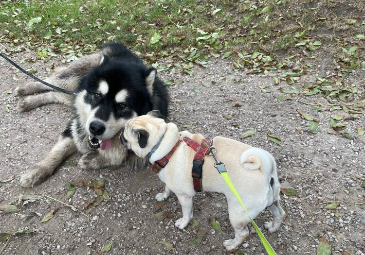 spacery z psem spacery z mopsikiem Czuczu na spacerze mopsiczka Czuczu