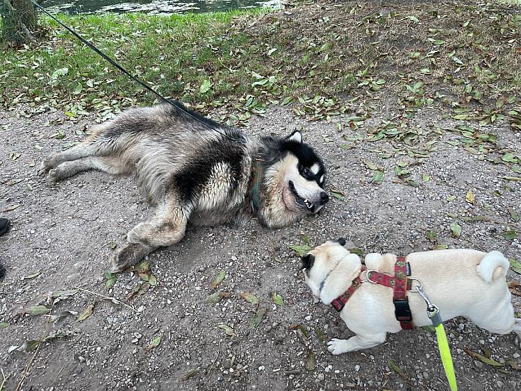 spacery z psem spacery z mopsikiem Czuczu na spacerze mopsiczka Czuczu