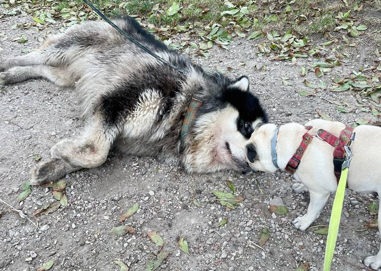 spacery z psem spacery z mopsikiem Czuczu na spacerze mopsiczka Czuczu