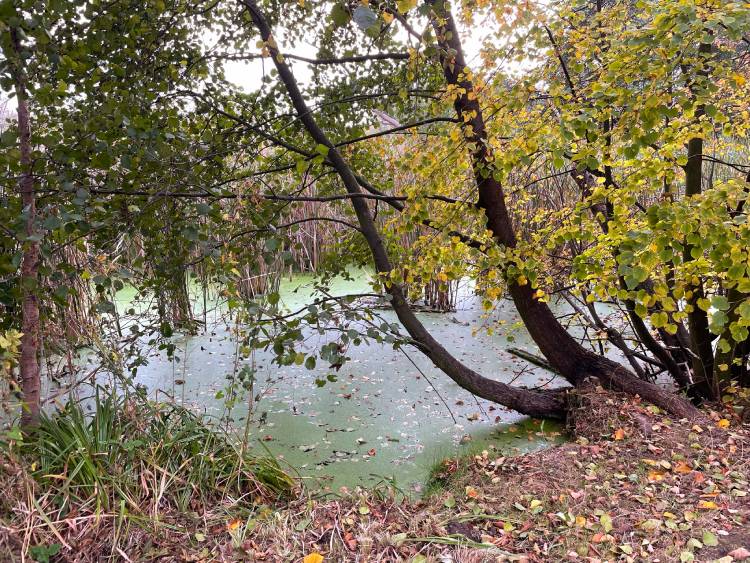 spacery z psem spacery z mopsikiem Czuczu na spacerze mopsiczka Czuczu