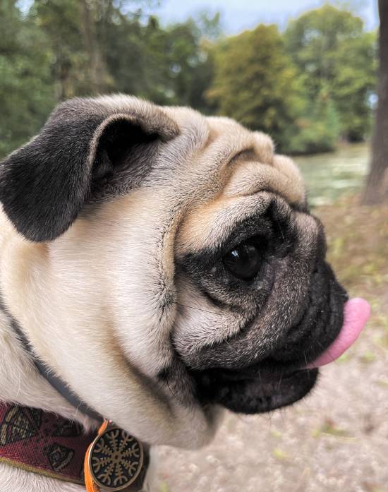 spacery z psem spacery z mopsikiem Czuczu na spacerze mopsiczka Czuczu