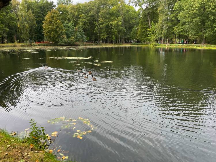 spacery z psem spacery z mopsikiem Czuczu na spacerze mopsiczka Czuczu