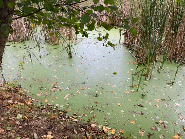 spacery z psem spacery z mopsikiem Czuczu na spacerze mopsiczka Czuczu