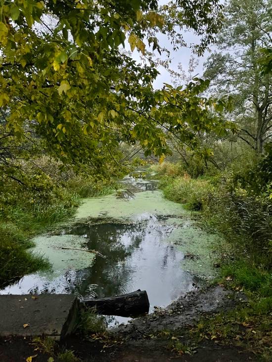 spacery z psem spacery z mopsikiem Czuczu na spacerze mopsiczka Czuczu