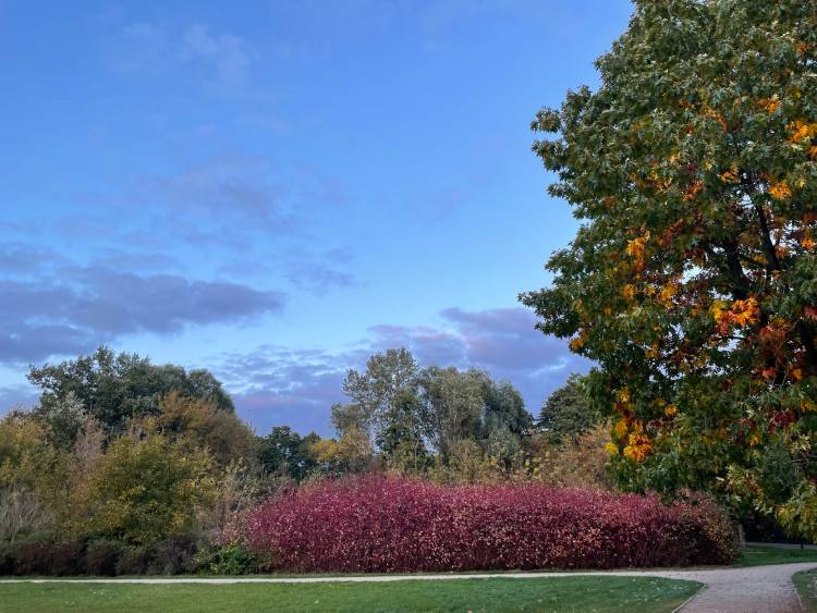 spacery z psem spacery z mopsikiem Czuczu na spacerze mopsiczka Czuczu