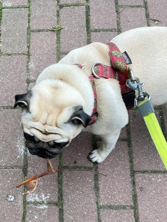 spacery z psem spacery z mopsikiem Czuczu na spacerze mopsiczka Czuczu