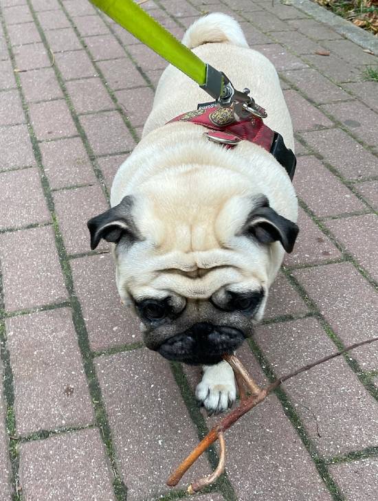 spacery z psem spacery z mopsikiem Czuczu na spacerze mopsiczka Czuczu