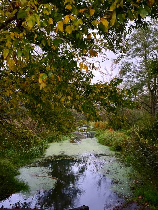 spacery z psem spacery z mopsikiem Czuczu na spacerze mopsiczka Czuczu