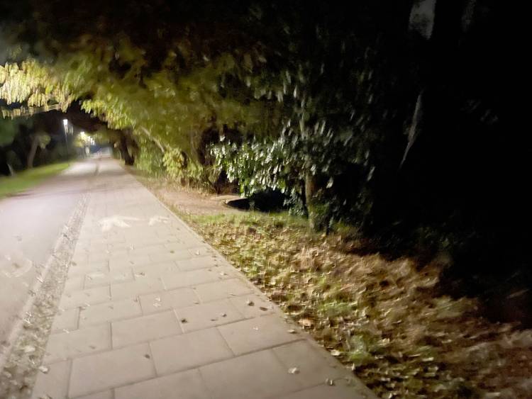 spacery z psem spacery z mopsikiem Czuczu na spacerze mopsiczka Czuczu