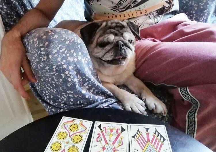 mops mopsik mopsiki Zazie