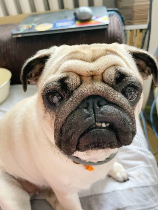 mops mopsik mopsiki Zazie