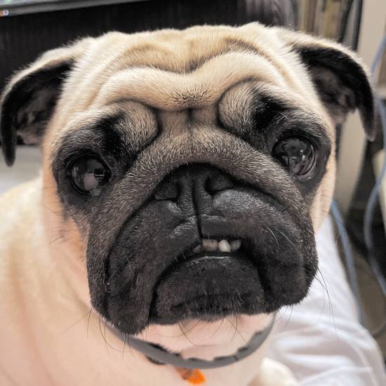 mops mopsik mopsiki Zazie