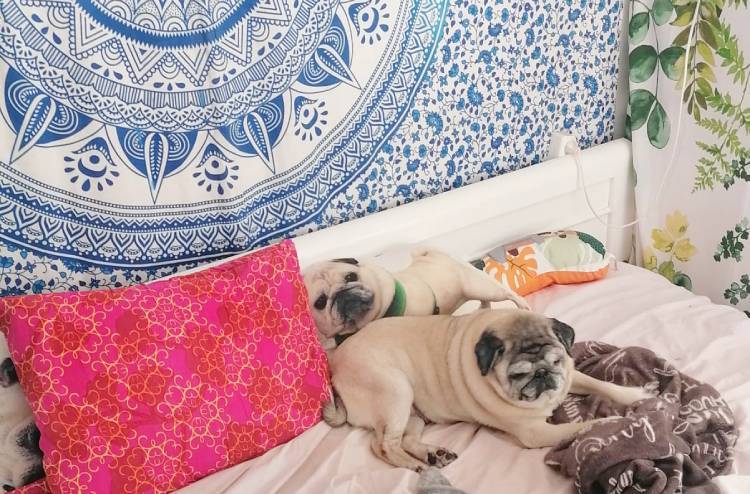 mops mopsik mopsiki Zazie