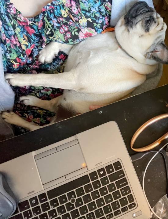 mops mopsik mopsiki Zazie