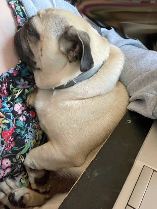 mops mopsik mopsiki Zazie