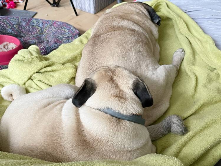 mops mopsik mopsiki Zazie