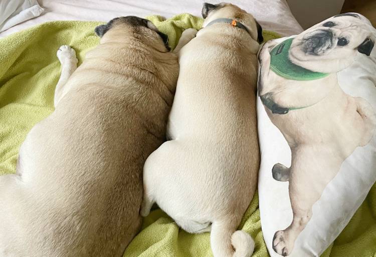 mops mopsik mopsiki Zazie