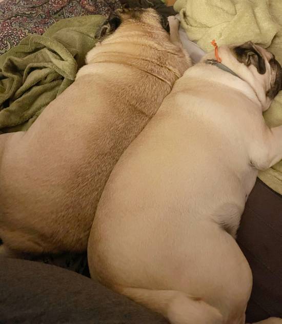 mops mopsik mopsiki Zazie