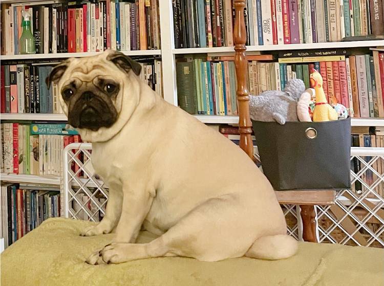 mops mopsik mopsiki Zazie