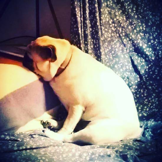 mops mopsik mopsiki Zazie