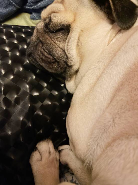 mops mopsik mopsiki Zazie