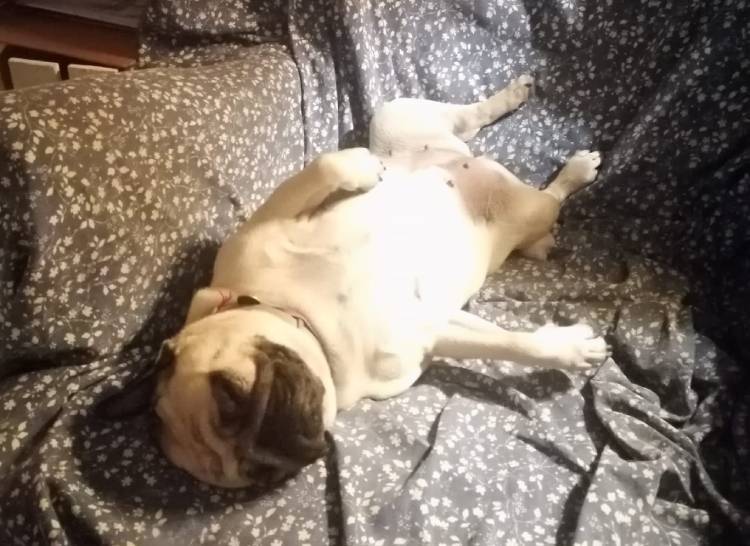 mops mopsik mopsiki Zazie