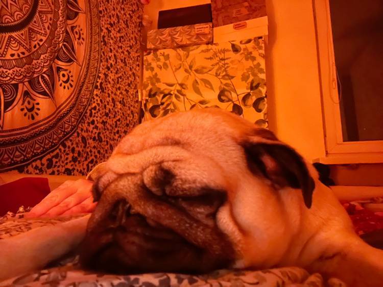 mops mopsik mopsiki Zazie