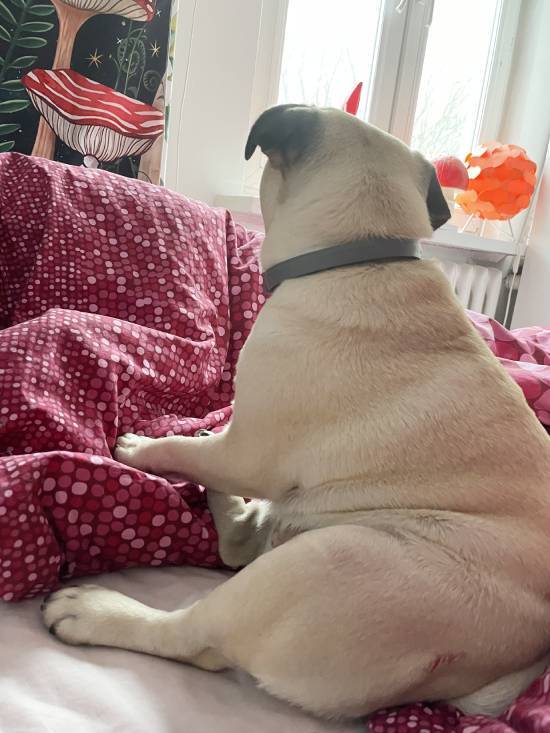 mopsy mopsiki Zazie KUmok Miszur Czuczu