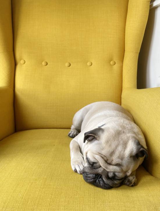 mopsy mopsiki Zazie KUmok Miszur Czuczu