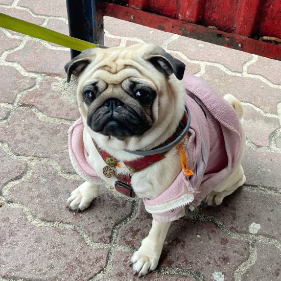 mopsy mopsiki Zazie KUmok Miszur Czuczu