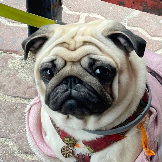 mopsy mopsiki Zazie KUmok Miszur Czuczu