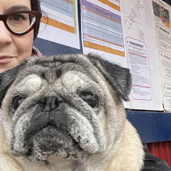 mopsy mopsiki Zazie KUmok Miszur Czuczu