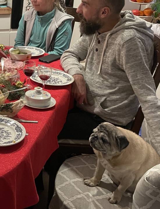 mopsy mopsiki Zazie KUmok Miszur Czuczu