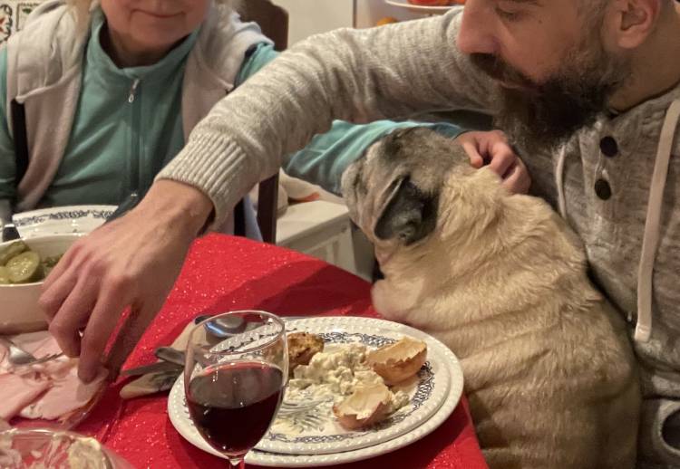 mopsy mopsiki Zazie KUmok Miszur Czuczu